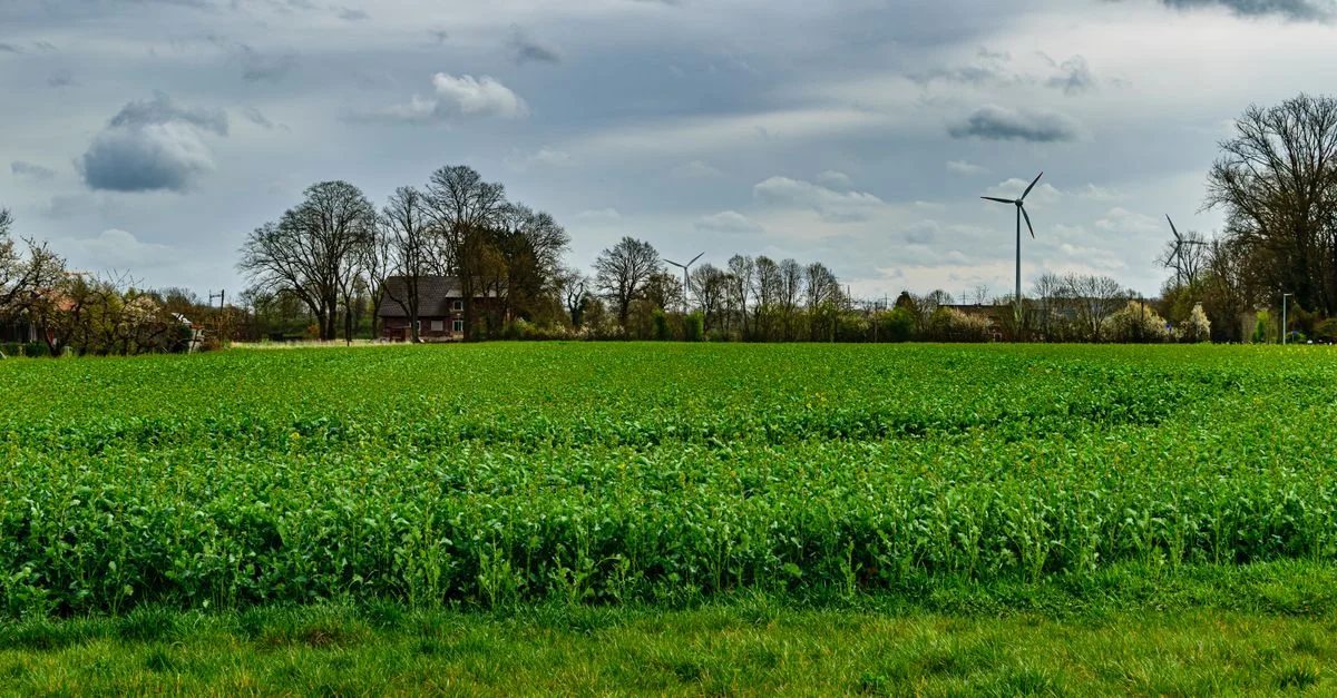 Champ verdoyant luxuriant avec des éoliennes et des arbres sous un ciel nuageux à Coesfeld, en Allemagne.